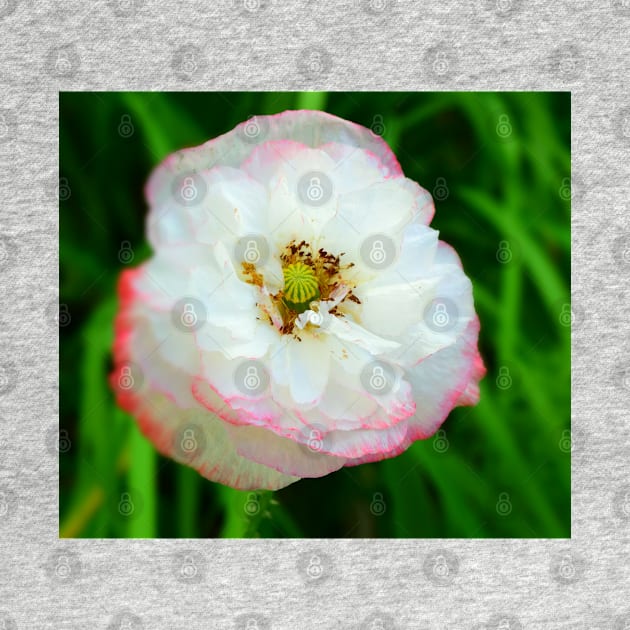 Poppy white flower photo by olgart